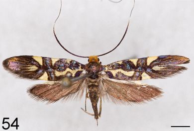 Nemophora meyi - Weibchen