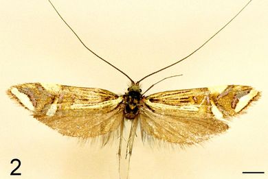 >Nemophora nieukerkeni - Männchen