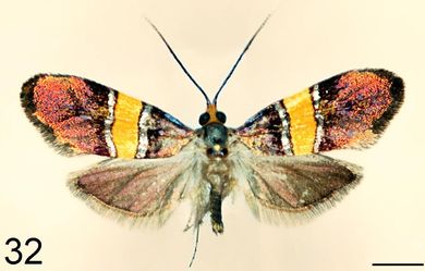 Nemophora paradisea - Männchen