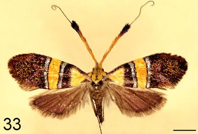 Nemophora paradisea - Weibchen