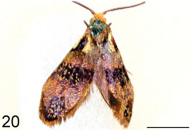 Nemophora pyrotechna - Weibchen