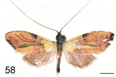 Nemophora rubicunda - Männchen