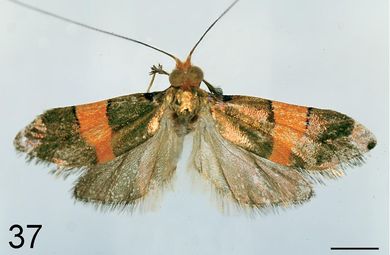 Nemophora sakaii - Männchen