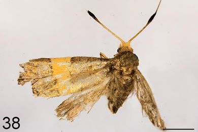 Nemophora sakaii - Weibchen