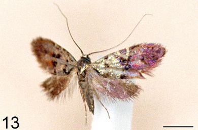 Nemophora sinicella - Weibchen