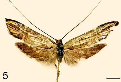 Nemophora szabokyi - Männchen