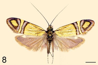 Nemophora tanakai - Männchen