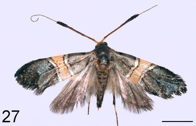 Nemophora thailandensis - Weibchen