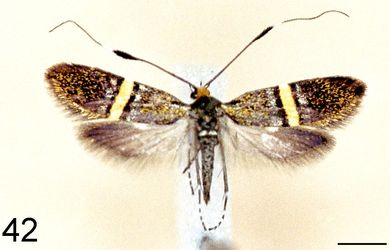 Nemophora umbripennis - Weibchen