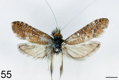 Nemophora yeni - Männchen