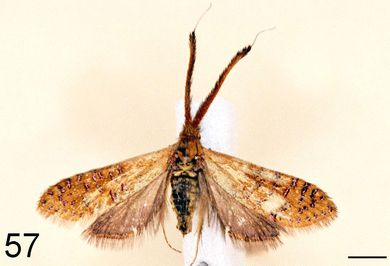 Nemophora yeni - Weibchen