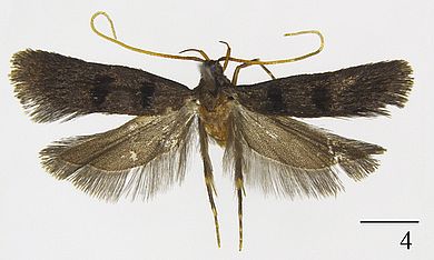 Opacoptera condensata - Weibchen