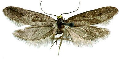 Agnoea (Agnoea) emarella - Männchen