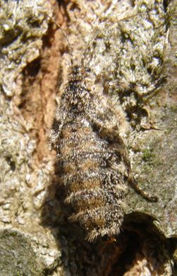 Dasystoma salicella- Weibchen