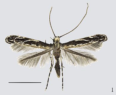 Liocrobyla desmodiella