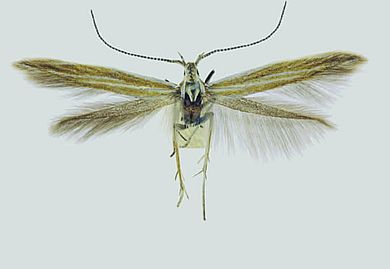 Coleophora turca - Weibchen