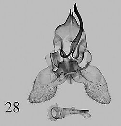 Limacocera hel - männliche Genitalien