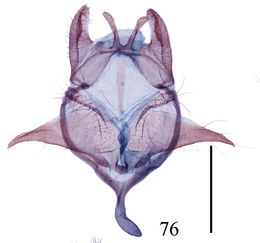 Ditrigona margarita - männliche Genitalien