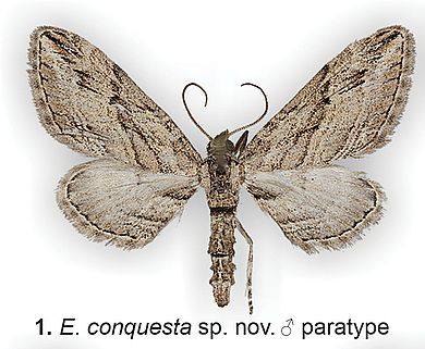 Eupithecia conquesta - Männchen