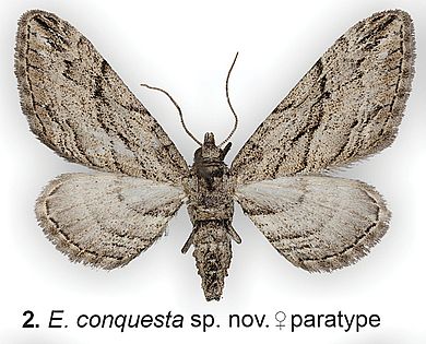 Eupithecia conquesta - Weibchen