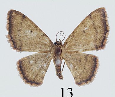 Idaea linearis - Weibchen