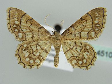 Idaea moniliata - Männchen