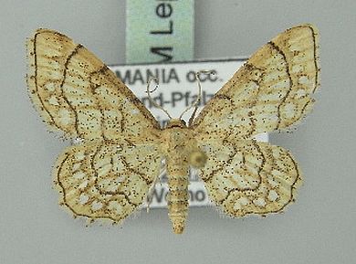 Idaea moniliata - Weibchen