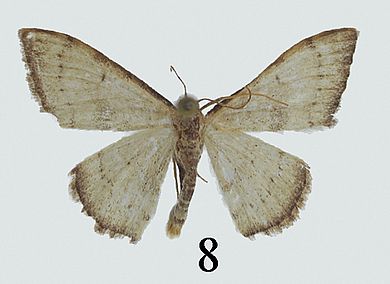 Idaea rectangularis - Männchen