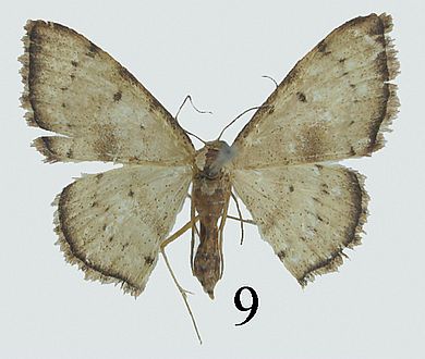 Idaea rectangularis - Weibchen