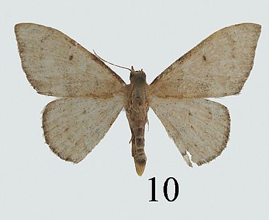 Idaea rectispina - Männchen