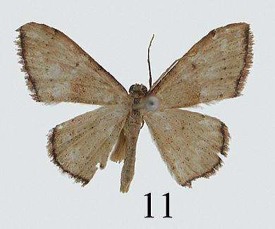 Idaea setosa - Männchen