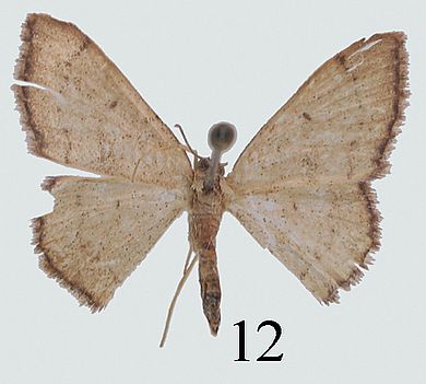 Idaea setosa - Weibchen