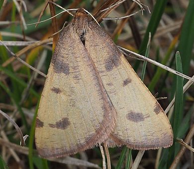 Lignyoptera thaumastaria - Männchen