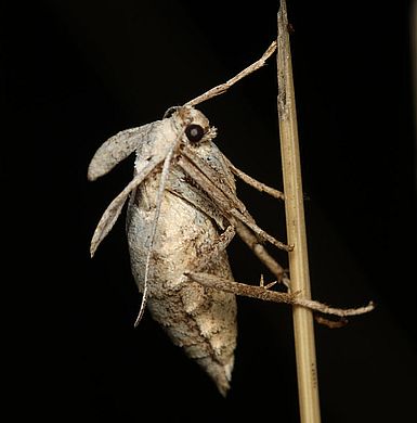 Lignyoptera thaumastaria - Weibchen