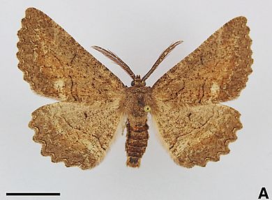 Nychiodes ragusaria - Männchen