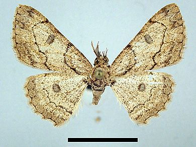 Orbamia marginata - Männchen