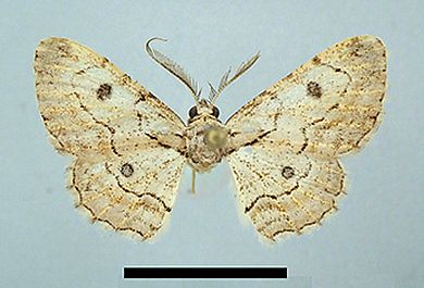 Orbamia ocellata - Männchen