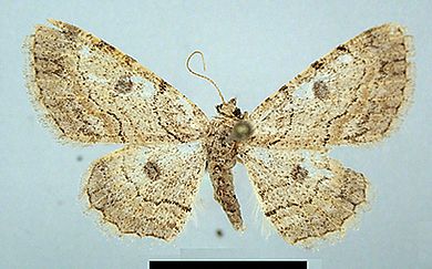 Orbamia renimacula