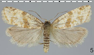 Cochylimorpha bucegiana - Männchen