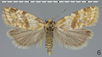 Cochylimorpha bucegiana - Weibchen