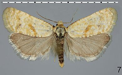 Cochylimorpha callosana - Männchen