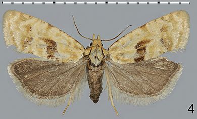 Cochylimorpha dorsimaculana - Weibchen