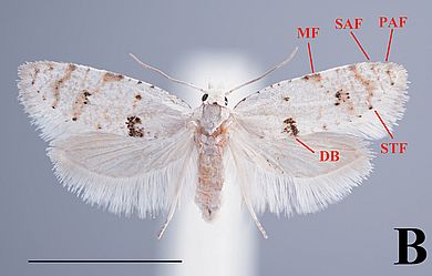 Homalernis fluctuosa - Weibchen