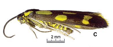 Thibetana weii - Weibchen