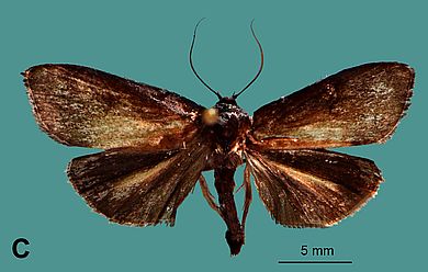 Cryptophasa warouwi - Männchen