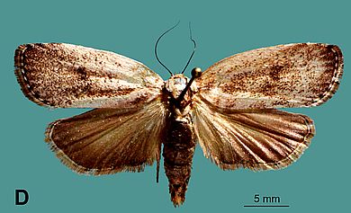 Cryptophasa warouwi - Weibchen