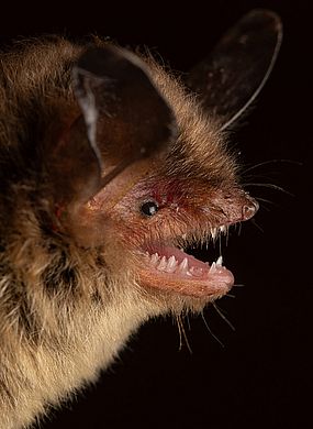 Myotis auriculus - Männchen