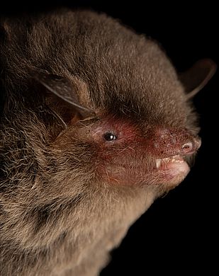 Myotis volans - Männchen