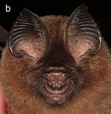 Hipposideros kingstonae - Weibchen