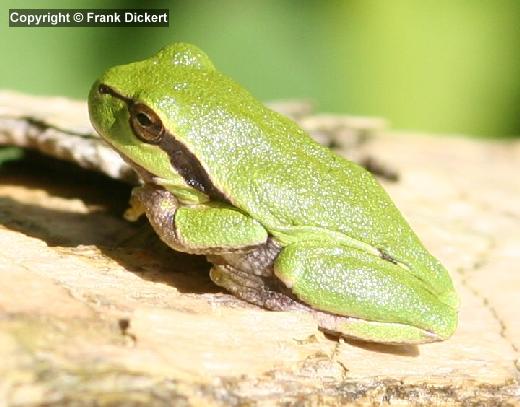 Europäischer Laubfrosch